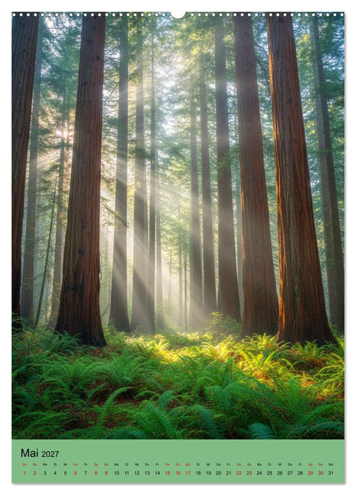 Sequoia Giganten (CALVENDO Premium Wandkalender 2027)