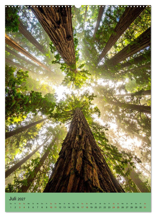 Sequoia Giganten (CALVENDO Premium Wandkalender 2027)