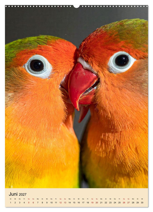 Lovebirds Harmonie (CALVENDO Premium Wandkalender 2027)