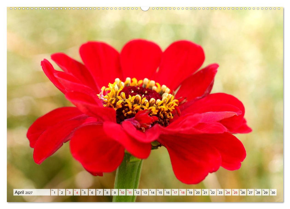 Herzensblumen (CALVENDO Wandkalender 2027)