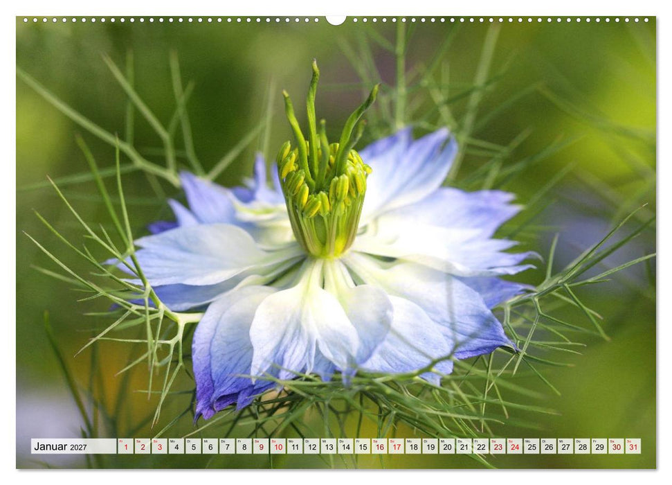 Herzensblumen (CALVENDO Premium Wandkalender 2027)
