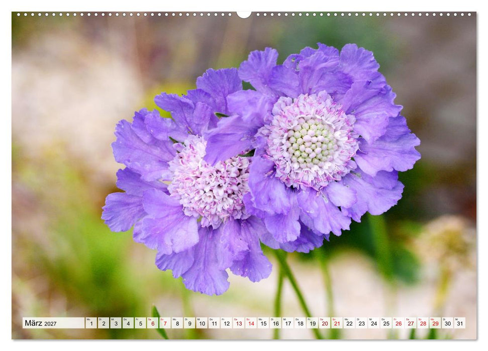 Herzensblumen (CALVENDO Premium Wandkalender 2027)