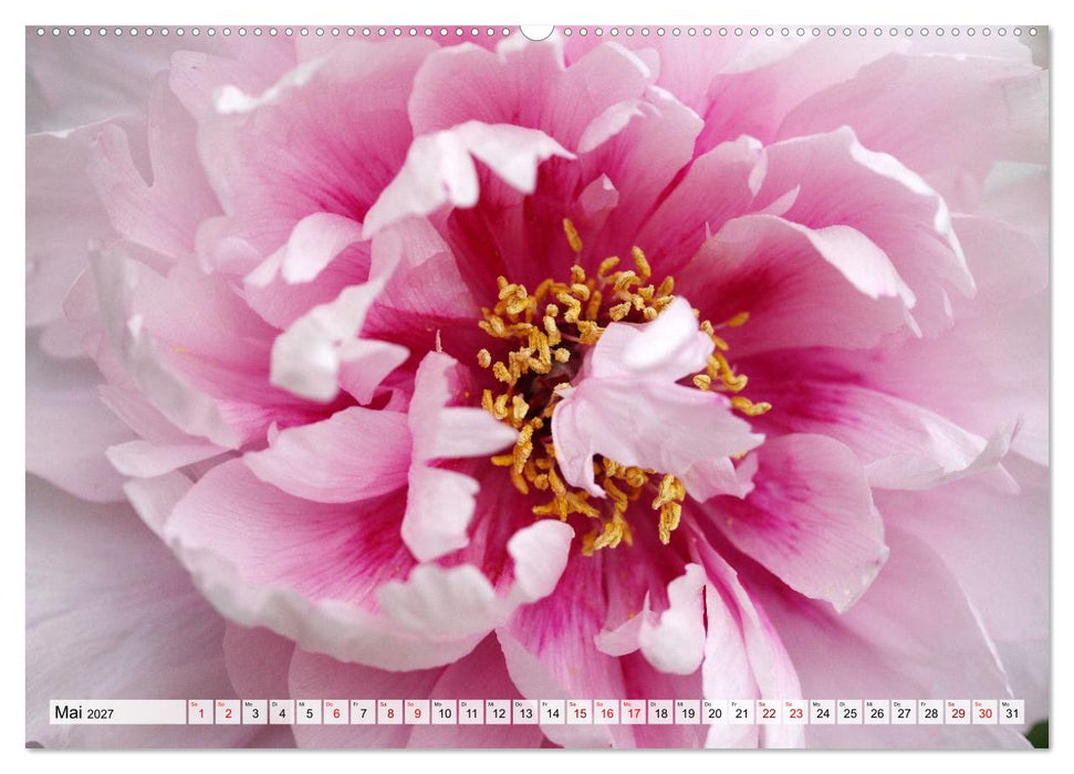 Herzensblumen (CALVENDO Premium Wandkalender 2027)
