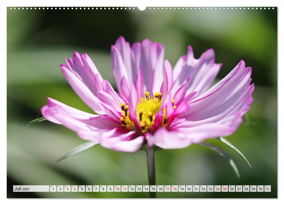 Herzensblumen (CALVENDO Premium Wandkalender 2027)