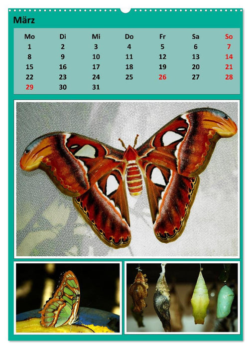 Karibik - Eindrücke einer Kreuzfahrt (CALVENDO Wandkalender 2027)