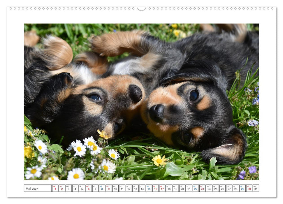 Kleine Beine, großes Glück (CALVENDO Wandkalender 2027)