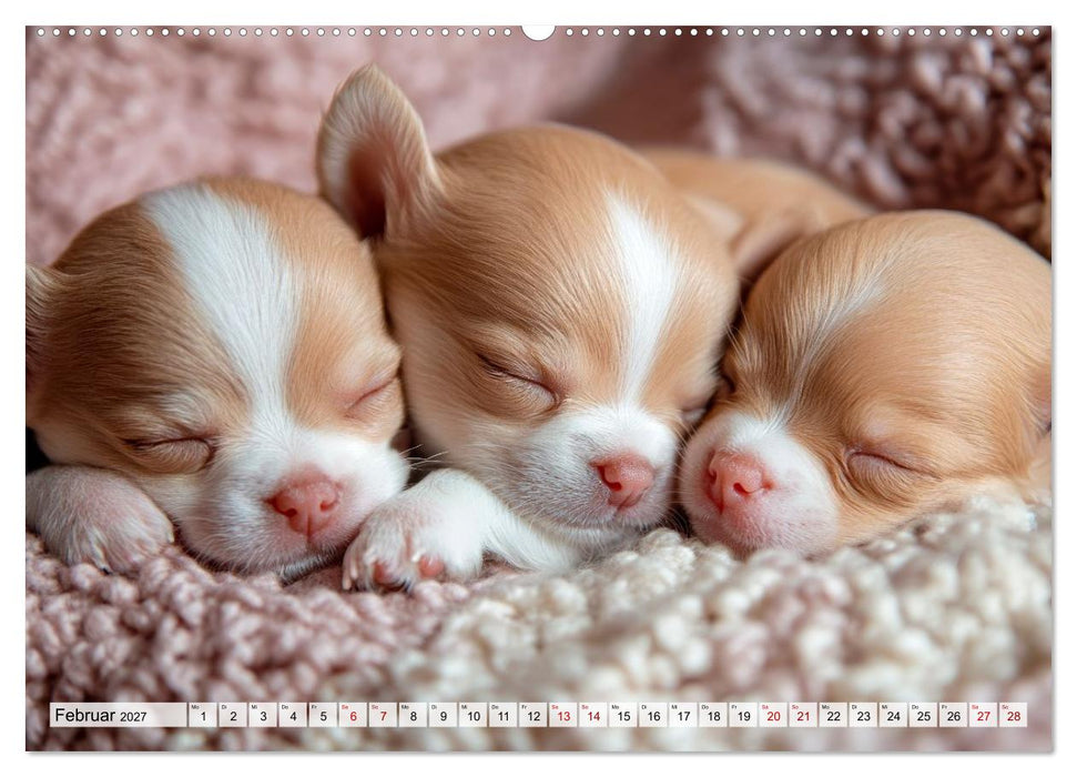 Niedliche Chihuahuas (CALVENDO Wandkalender 2027)