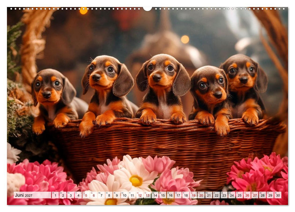 Lieblingshund Dackel (CALVENDO Wandkalender 2027)
