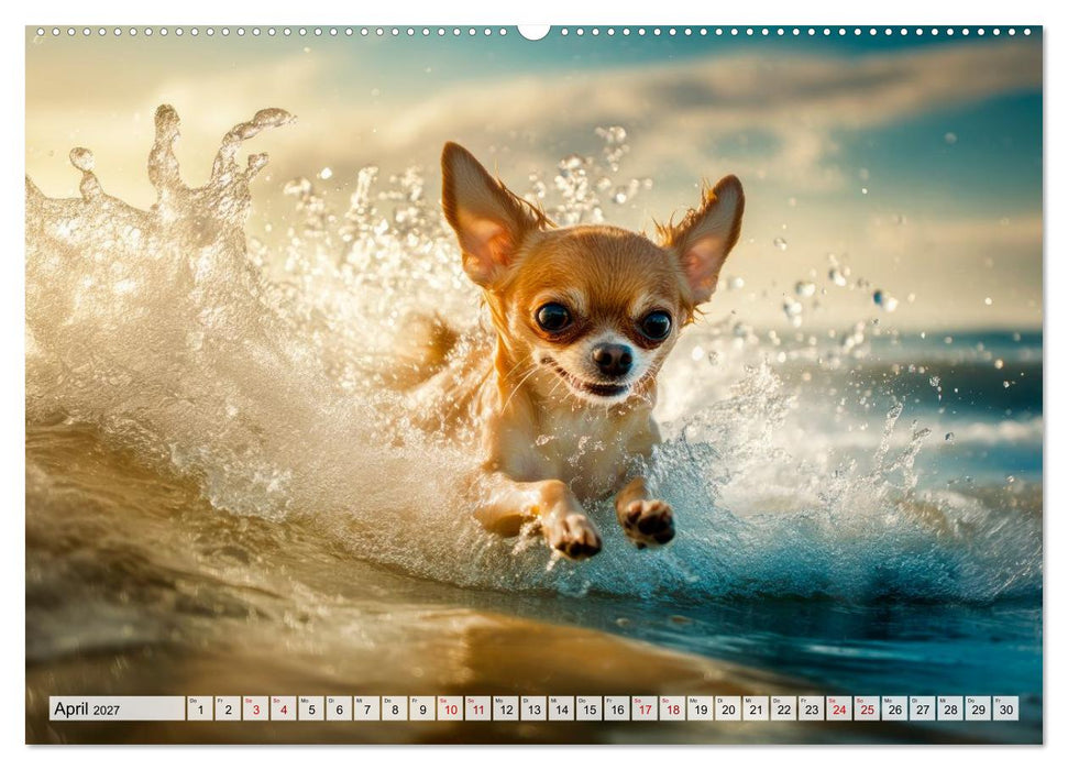 Niedliche Chihuahuas (CALVENDO Premium Wandkalender 2027)