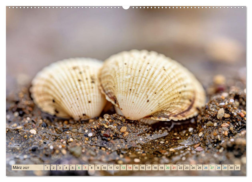 Die kleinsten Tiere - Weltweit (CALVENDO Wandkalender 2027)