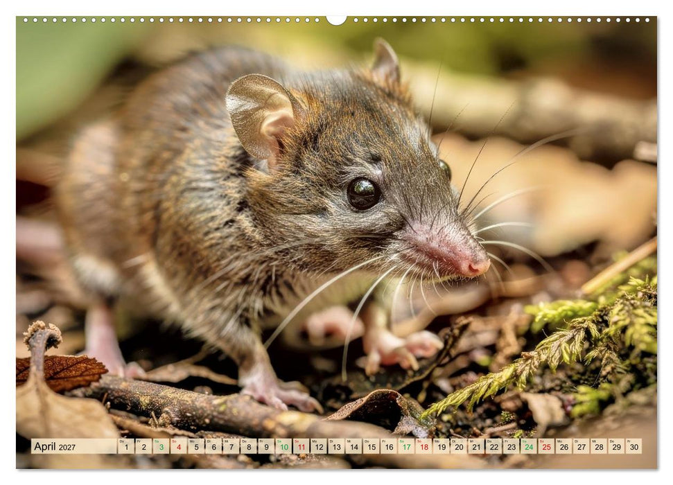 Die kleinsten Tiere - Weltweit (CALVENDO Wandkalender 2027)