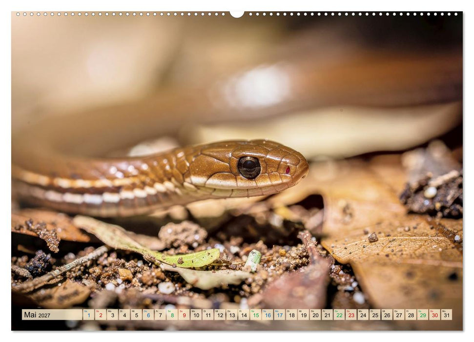 Die kleinsten Tiere - Weltweit (CALVENDO Wandkalender 2027)
