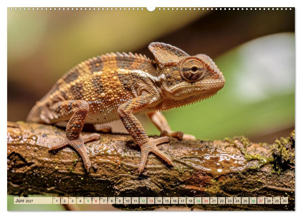 Die kleinsten Tiere - Weltweit (CALVENDO Wandkalender 2027)