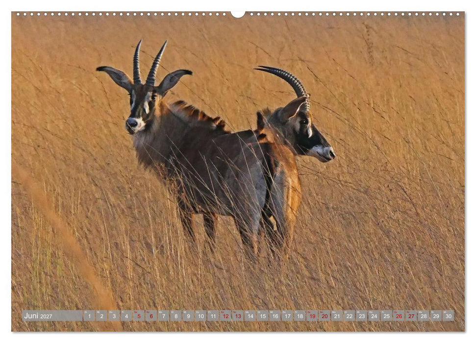 Unbekanntes Paradies Sambia (CALVENDO Premium Wandkalender 2027)
