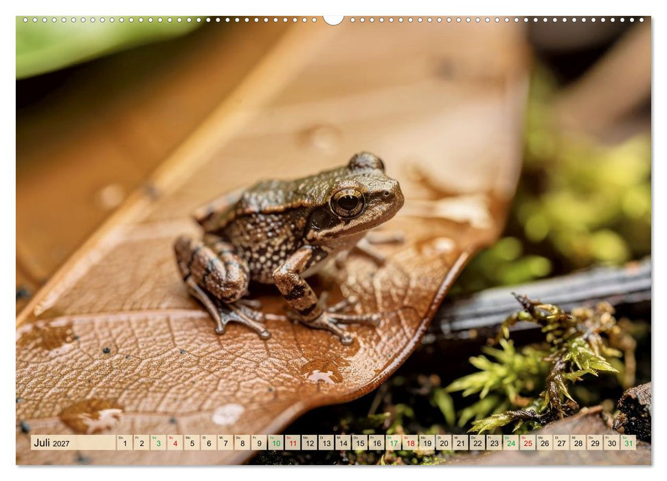 Die kleinsten Tiere - Weltweit (CALVENDO Premium Wandkalender 2027)