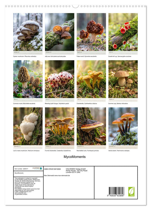 MycoMoments (CALVENDO Premium-Calendar 2027)