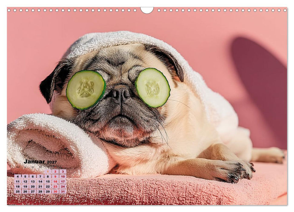 Der wahrscheinlich frechste Mops-Serie der Welt (CALVENDO Wandkalender 2027)