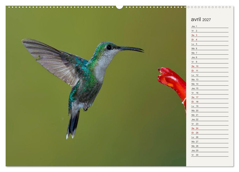 Colibris – éclats de nature (CALVENDO Calendrier mensuel 2027)