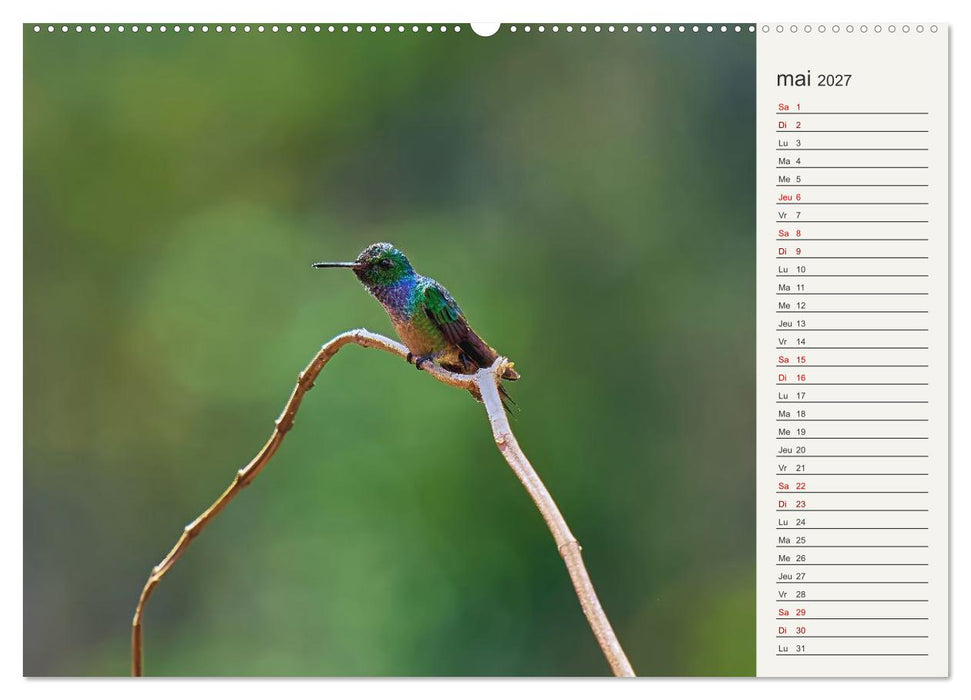 Colibris – éclats de nature (CALVENDO Calendrier mensuel 2027)