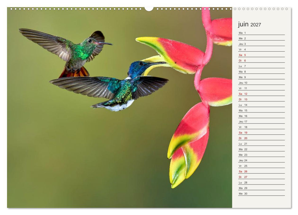 Colibris – éclats de nature (CALVENDO Calendrier mensuel 2027)