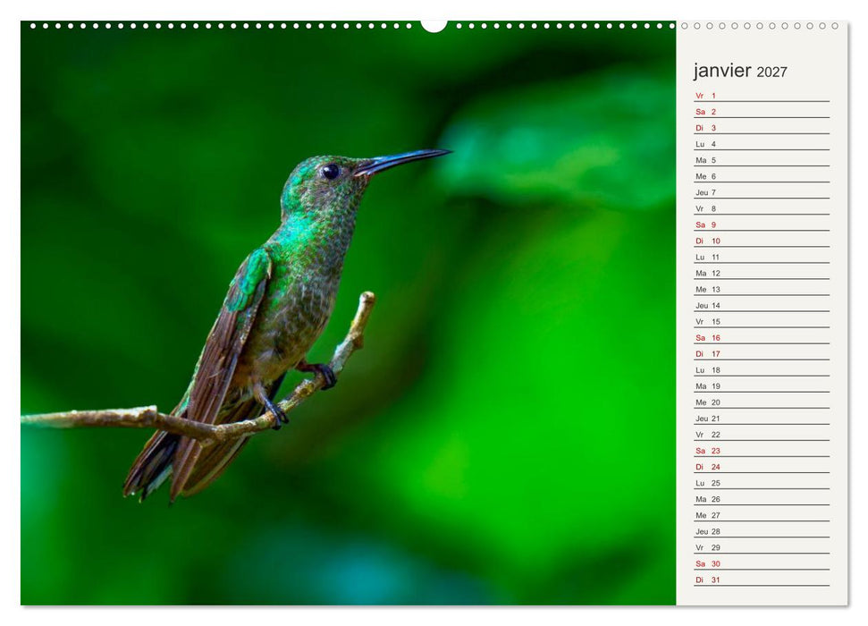 Colibris – éclats de nature (CALVENDO Calendrier supérieur 2027)