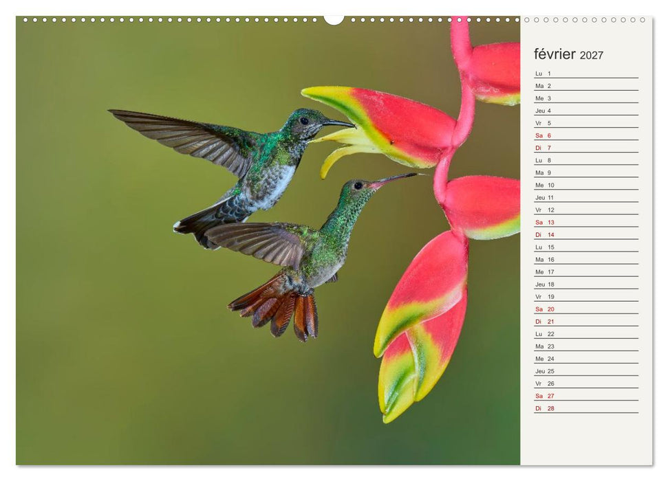 Colibris – éclats de nature (CALVENDO Calendrier supérieur 2027)