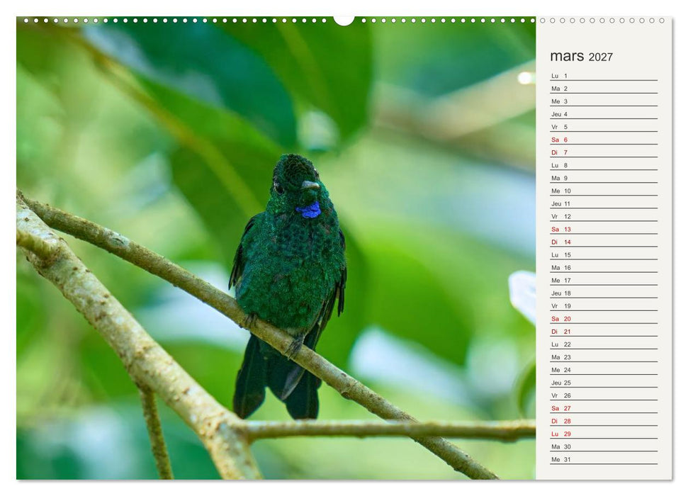 Colibris – éclats de nature (CALVENDO Calendrier supérieur 2027)