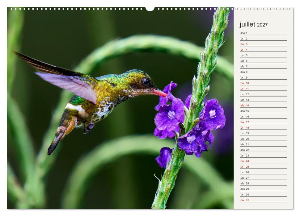 Colibris – éclats de nature (CALVENDO Calendrier supérieur 2027)