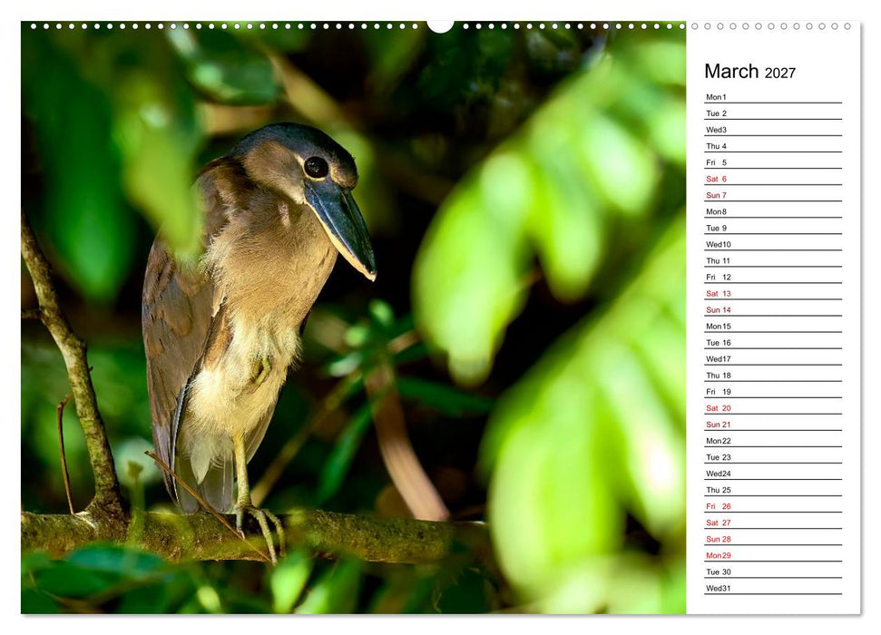 Feel the Wild – Costa Rica (CALVENDO Monthly Calendar 2027)