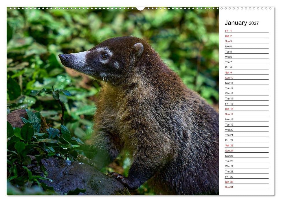 Feel the Wild – Costa Rica (CALVENDO Premium-Calendar 2027)