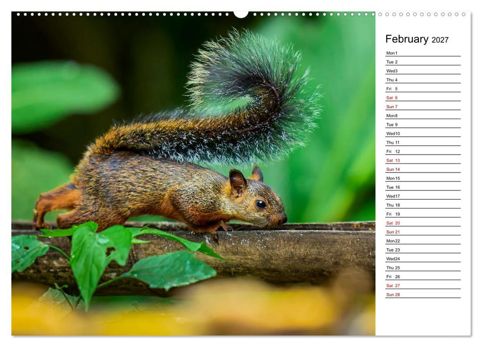 Feel the Wild – Costa Rica (CALVENDO Premium-Calendar 2027)