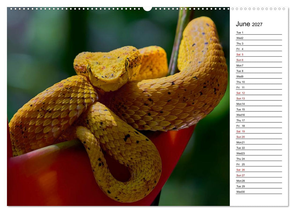 Feel the Wild – Costa Rica (CALVENDO Premium-Calendar 2027)