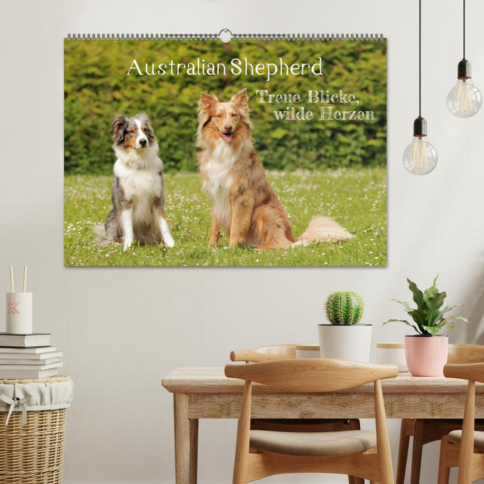 Australian Shepherd - Treue Blicke, wilde Herzen (CALVENDO Wandkalender 2027)