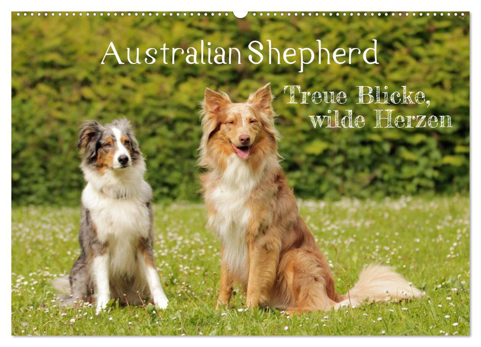Australian Shepherd - Treue Blicke, wilde Herzen (CALVENDO Wandkalender 2027)