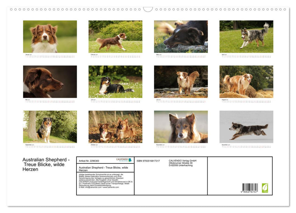 Australian Shepherd - Treue Blicke, wilde Herzen (CALVENDO Wandkalender 2027)
