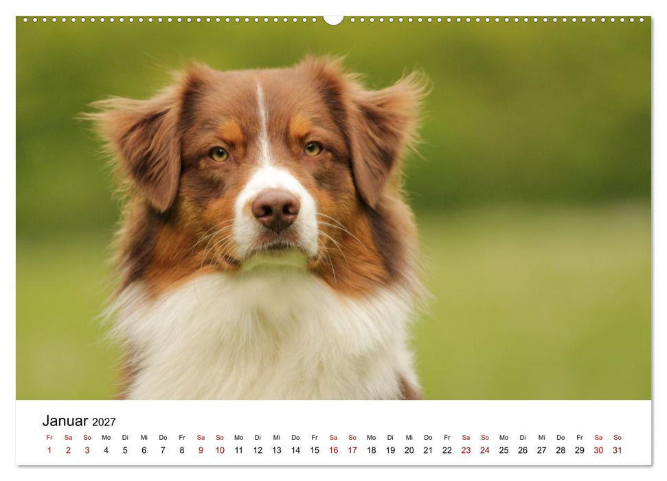Australian Shepherd - Treue Blicke, wilde Herzen (CALVENDO Wandkalender 2027)