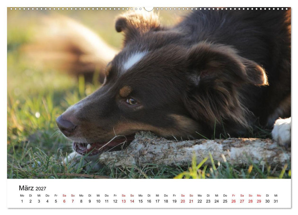 Australian Shepherd - Treue Blicke, wilde Herzen (CALVENDO Wandkalender 2027)