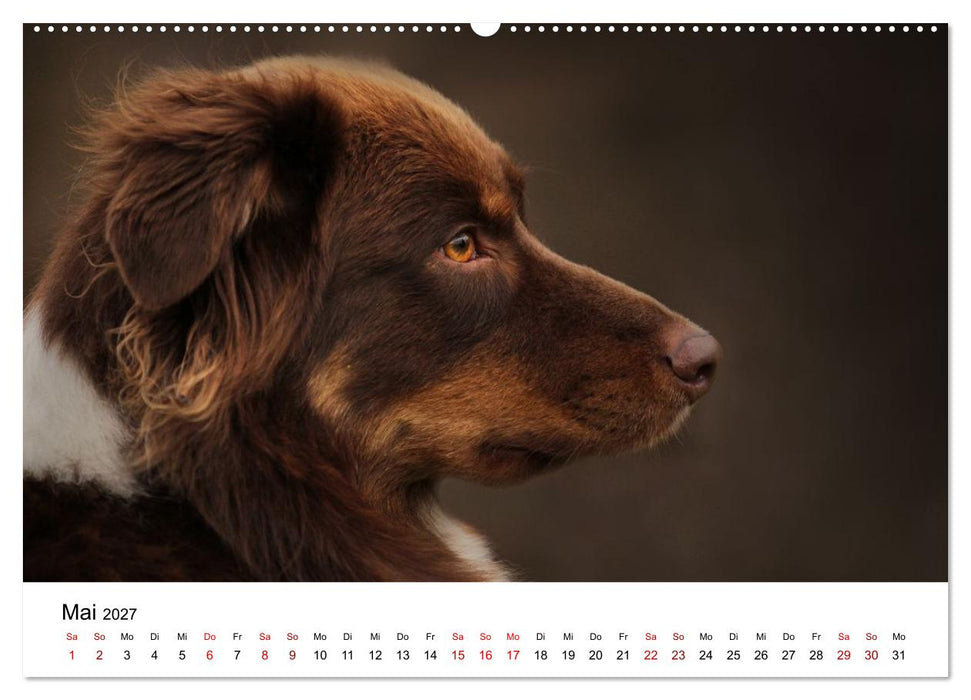 Australian Shepherd - Treue Blicke, wilde Herzen (CALVENDO Wandkalender 2027)