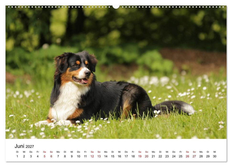 Australian Shepherd - Treue Blicke, wilde Herzen (CALVENDO Wandkalender 2027)