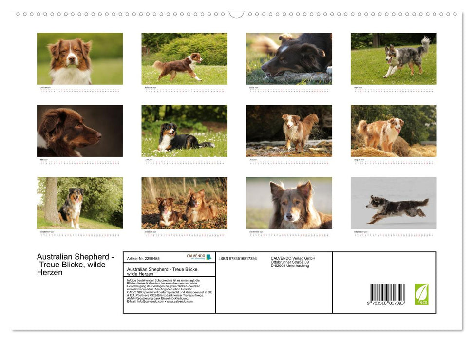 Australian Shepherd - Treue Blicke, wilde Herzen (CALVENDO Premium Wandkalender 2027)