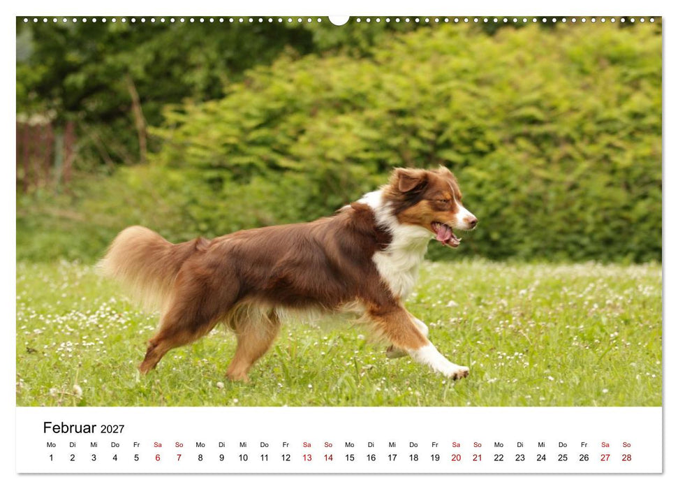 Australian Shepherd - Treue Blicke, wilde Herzen (CALVENDO Premium Wandkalender 2027)