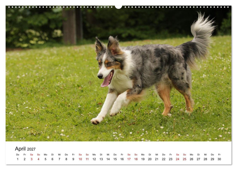 Australian Shepherd - Treue Blicke, wilde Herzen (CALVENDO Premium Wandkalender 2027)