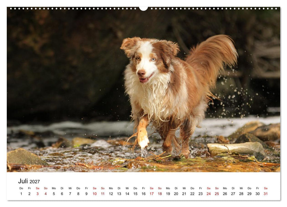 Australian Shepherd - Treue Blicke, wilde Herzen (CALVENDO Premium Wandkalender 2027)