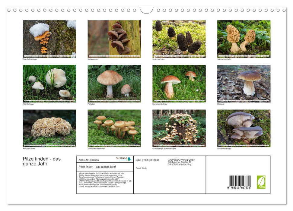 Pilze finden - das ganze Jahr! (CALVENDO Wandkalender 2027)