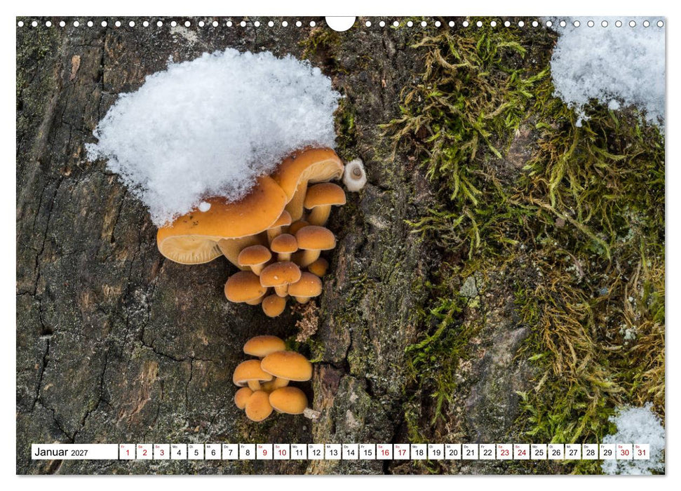 Pilze finden - das ganze Jahr! (CALVENDO Wandkalender 2027)
