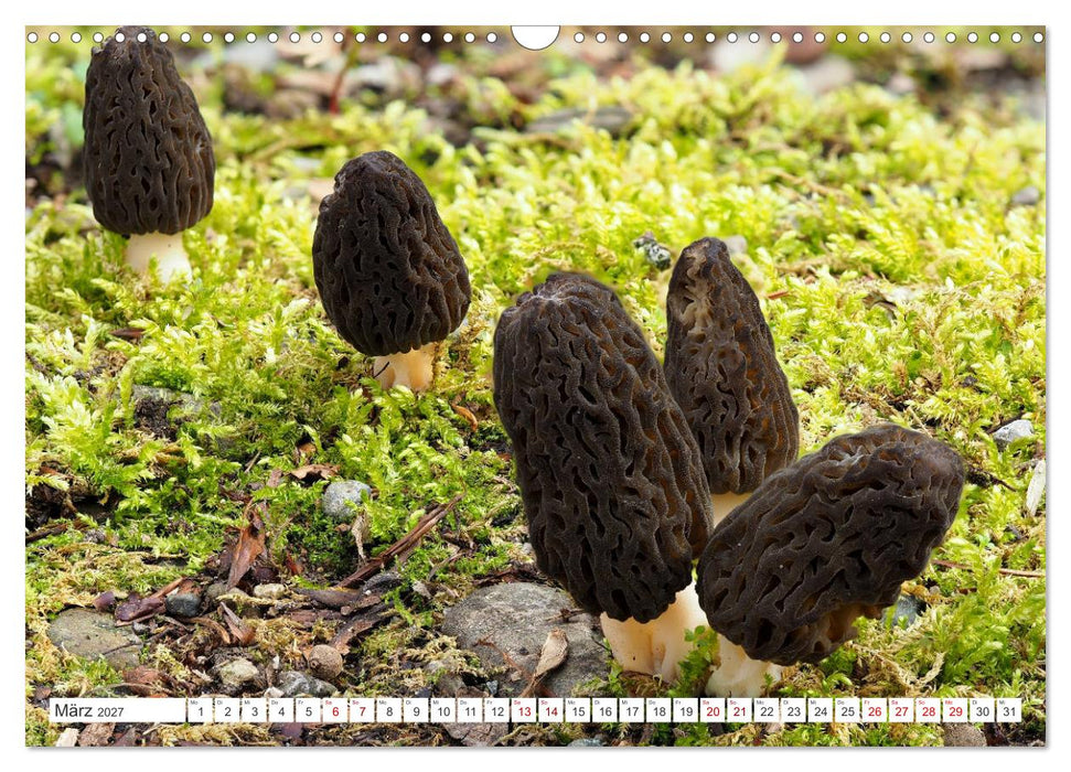 Pilze finden - das ganze Jahr! (CALVENDO Wandkalender 2027)