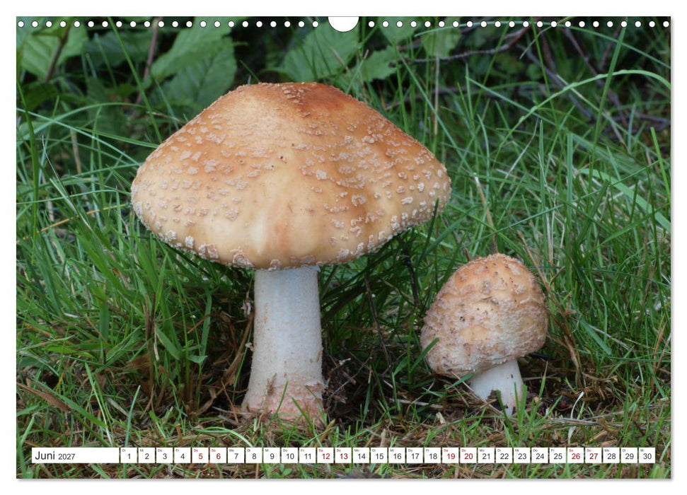 Pilze finden - das ganze Jahr! (CALVENDO Wandkalender 2027)