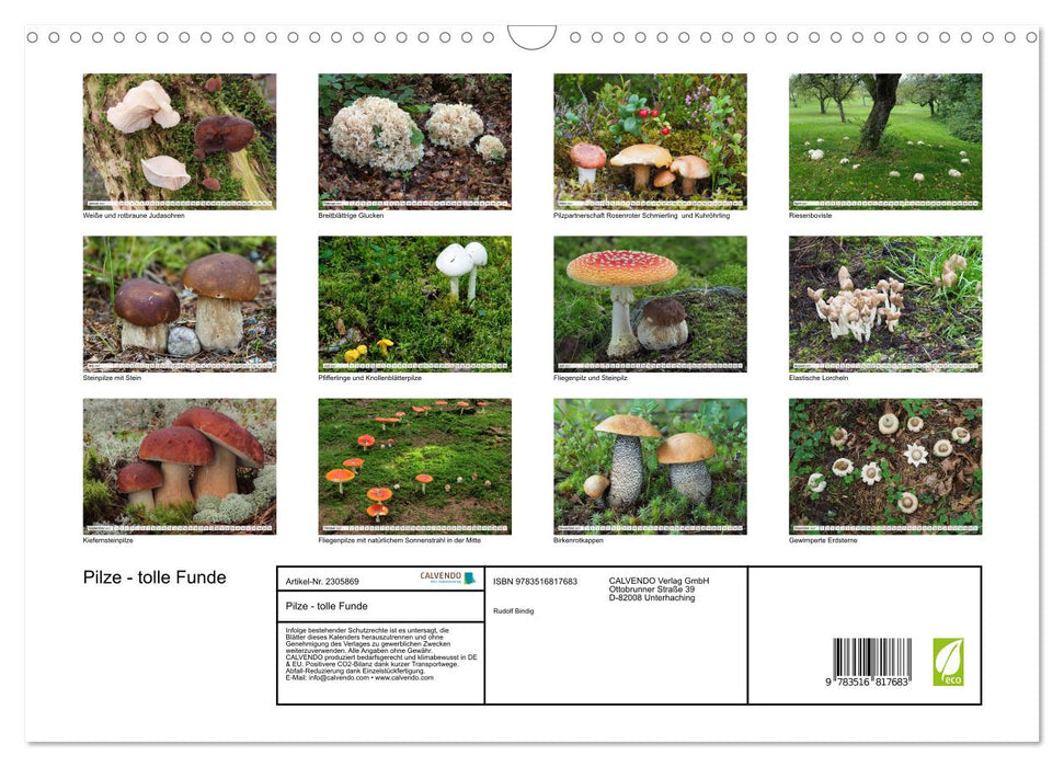 Pilze - tolle Funde (CALVENDO Wandkalender 2027)