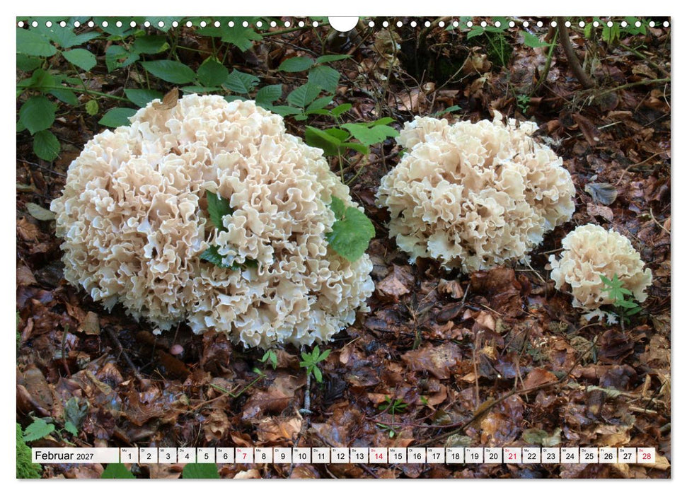 Pilze - tolle Funde (CALVENDO Wandkalender 2027)