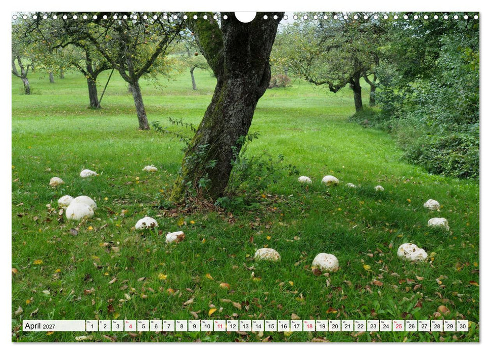 Pilze - tolle Funde (CALVENDO Wandkalender 2027)